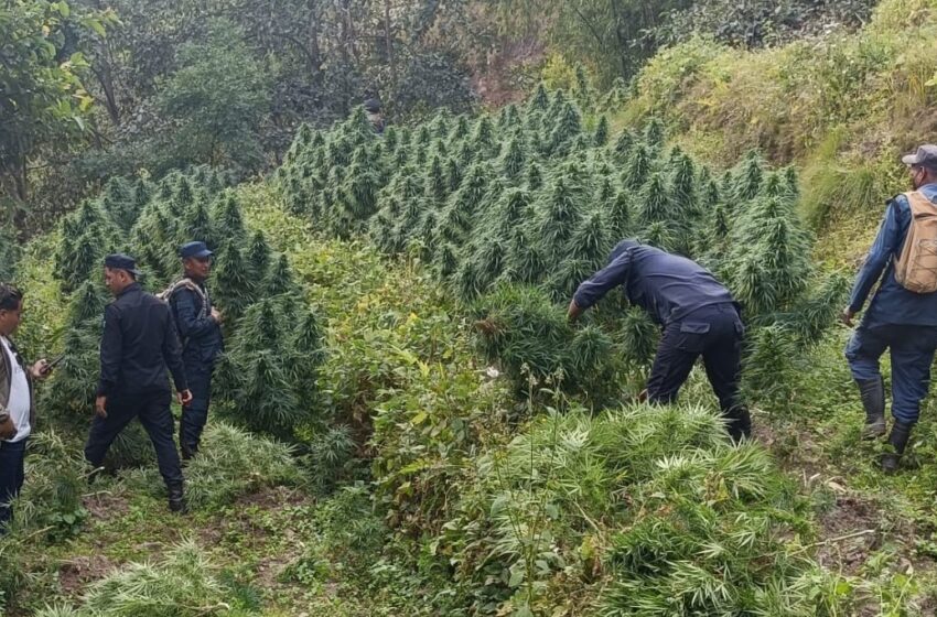  भोजपुरमा प्रहरीद्वारा ९५ हजारभन्दा बढी गाँजा बोट फडानी