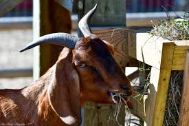  बाख्रा पालन गर्दा गर्नैपर्ने घाँस खेती